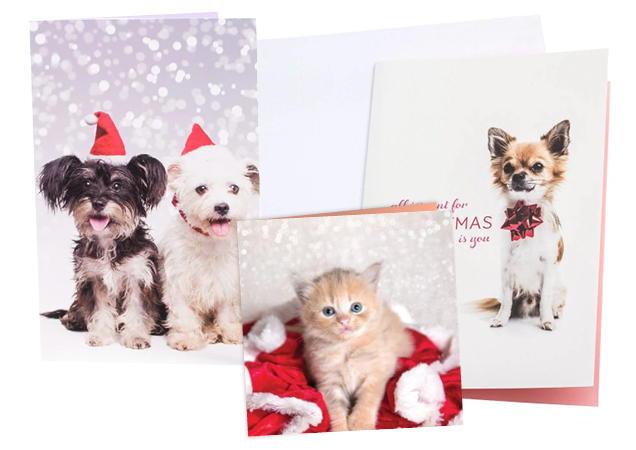 Cat and dog Christmas cards.